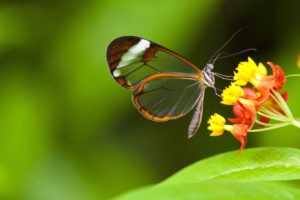 flowers, Butterfly, Animal