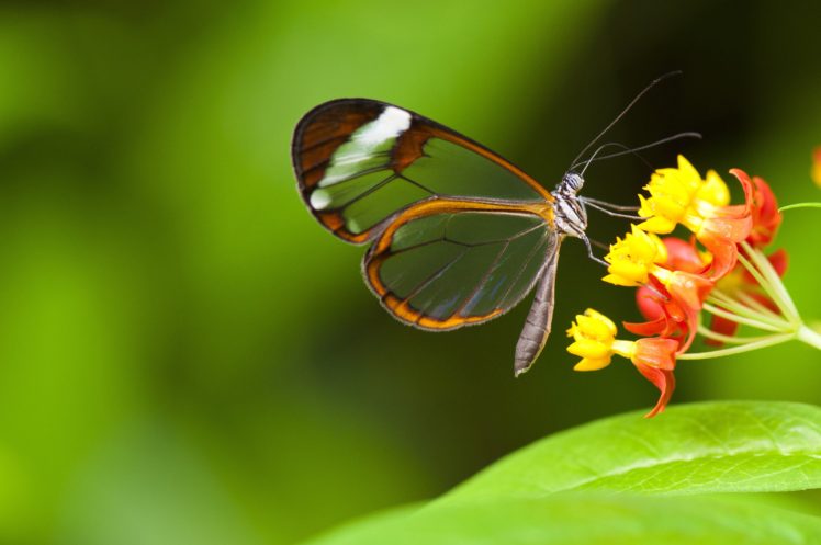 flowers, Butterfly, Animal HD Wallpaper Desktop Background