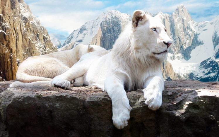 snow, Lion, Mountain HD Wallpaper Desktop Background