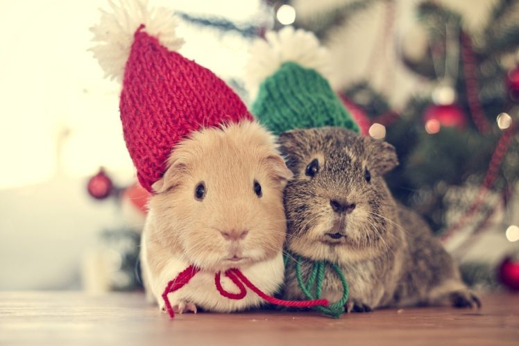 animals, Animal, Genuine, Pig, Christmas, Time HD Wallpaper Desktop Background