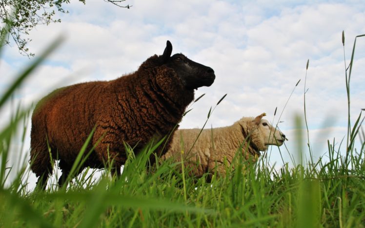 animals, Sheep HD Wallpaper Desktop Background
