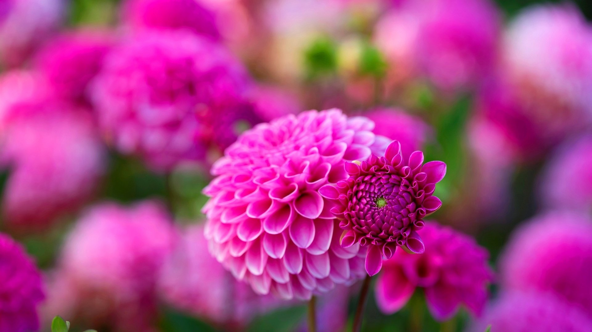 flower, Nature, Plant, Colorful, Beautiful, Flowers Wallpaper