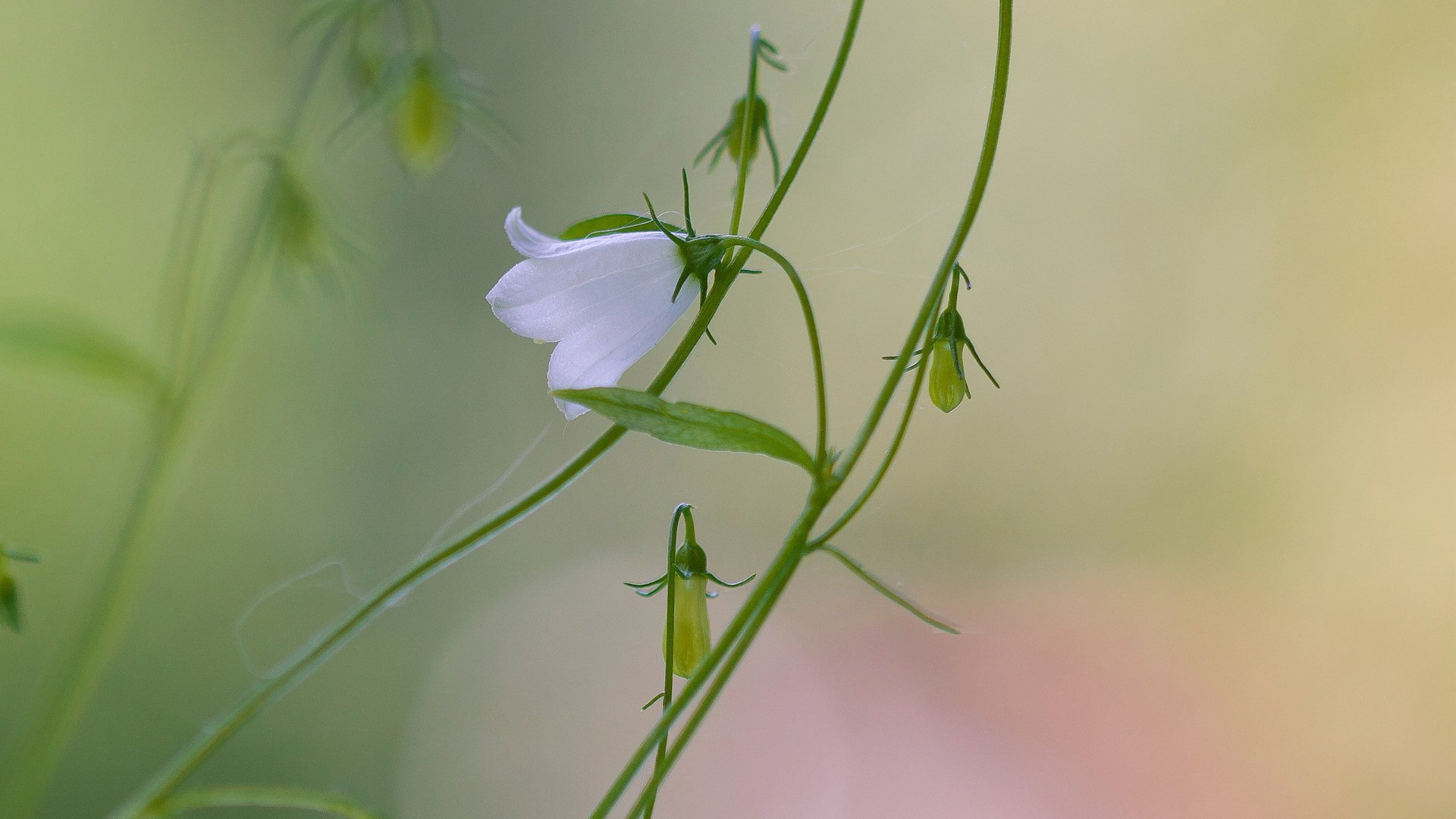 flower, Nature, Plant, Colorful, Beautiful, Flowers Wallpaper