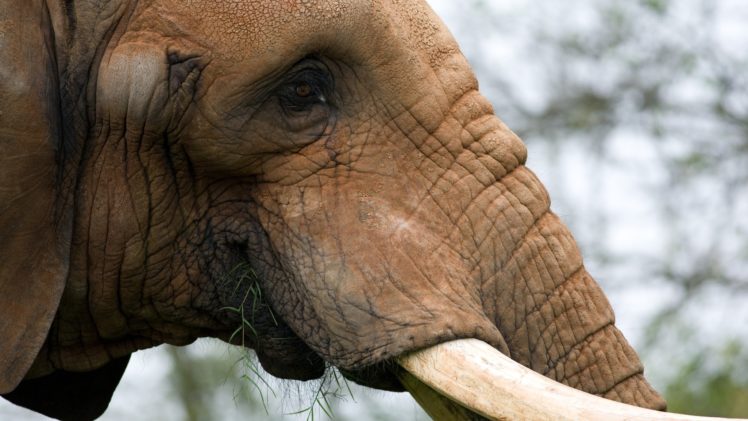 animals, Elephants, Portraits HD Wallpaper Desktop Background