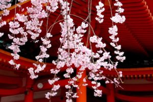 japan, Cherry, Blossoms, Flowers, Spring,  season , Asian, Architecture