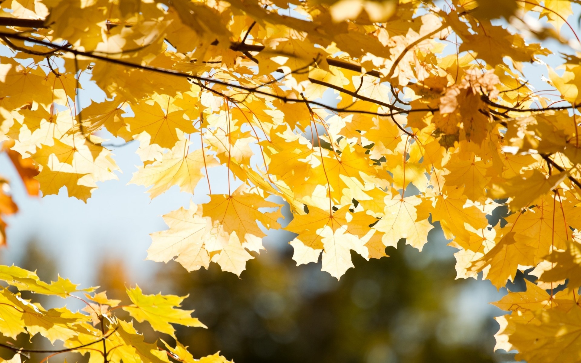 autumn, Branches, Leaves, Close up, Fall, Trees Wallpaper