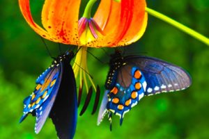 nature, Butterfly, Lower, Animal, Beautiful