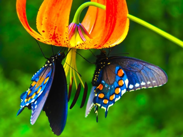 nature, Butterfly, Lower, Animal, Beautiful HD Wallpaper Desktop Background