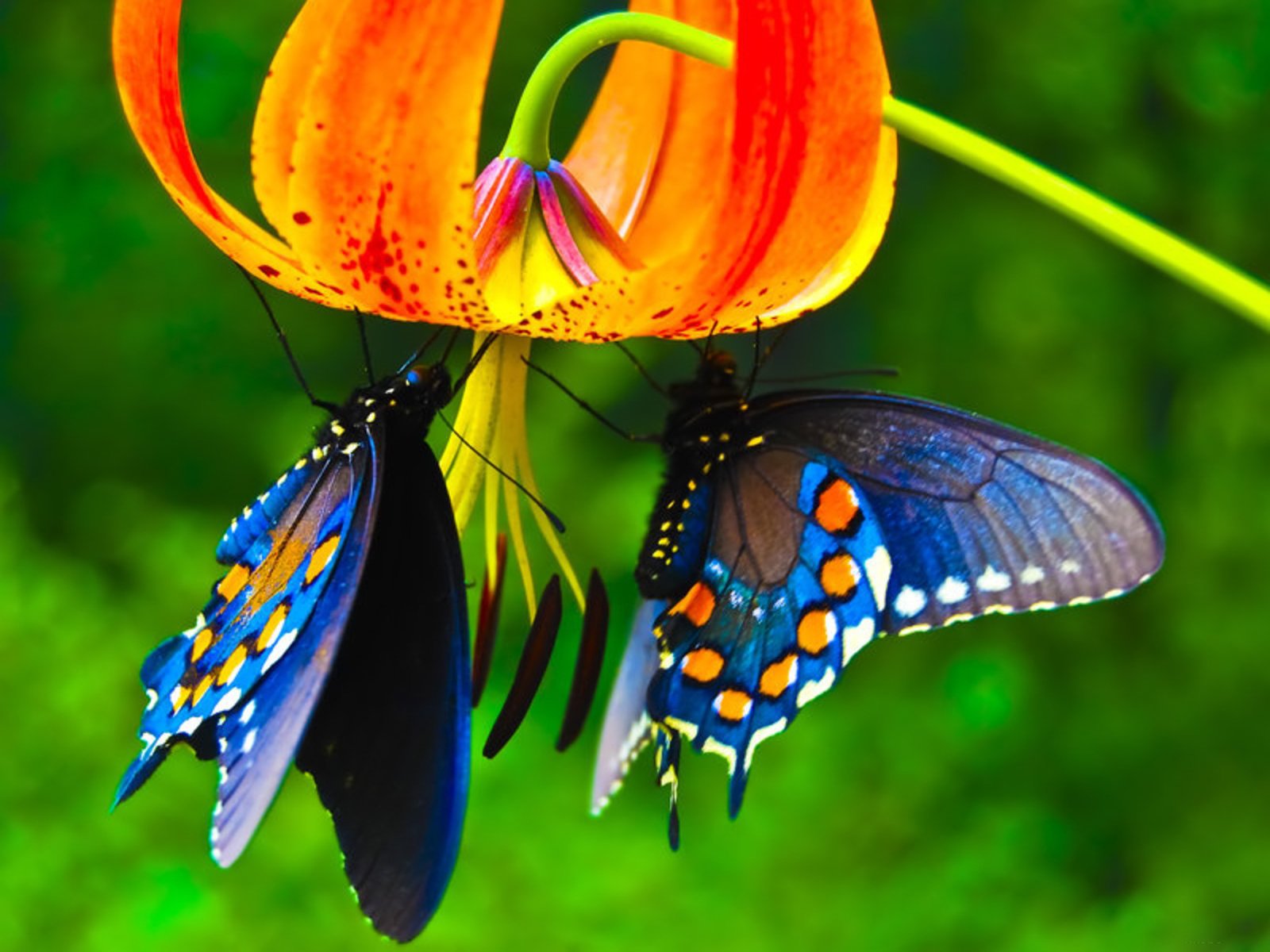 nature, Butterfly, Lower, Animal, Beautiful Wallpaper