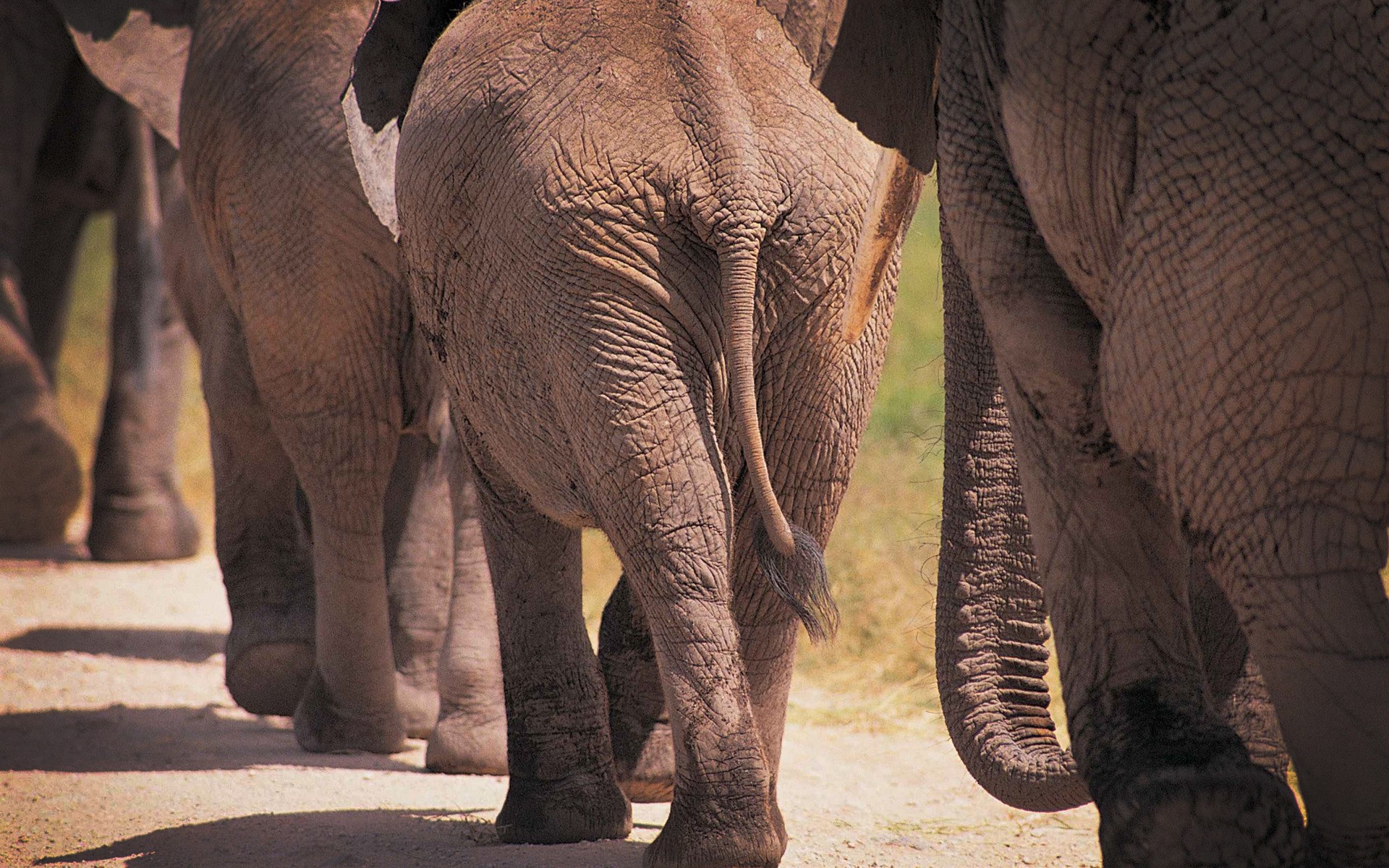 animals, Elephants Wallpaper