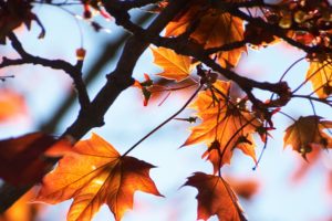 nature, Autumn,  season , Leaves, Maple, Leaf