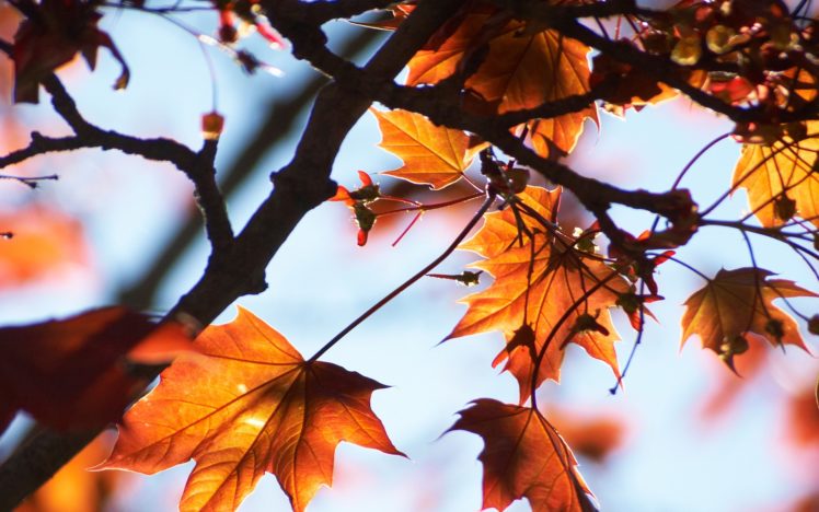 nature, Autumn,  season , Leaves, Maple, Leaf HD Wallpaper Desktop Background