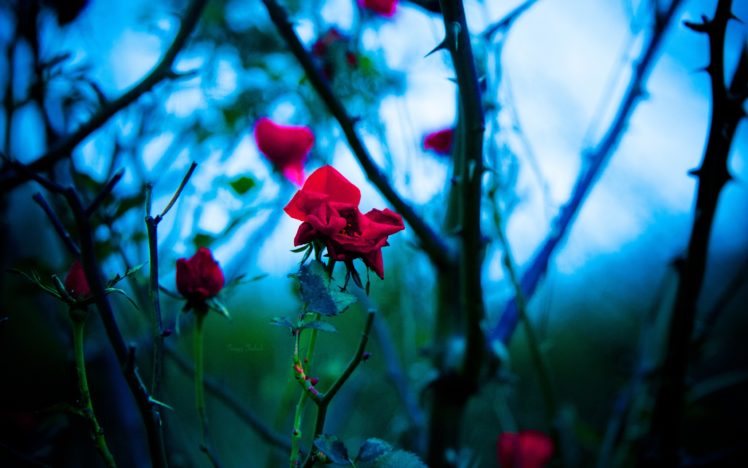 flowers, Plants, Bokeh, Depth, Of, Field, Roses, Branches, Red, Flowers, Thorns HD Wallpaper Desktop Background