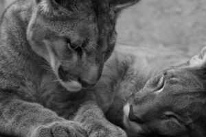 animals, Puma, Sleeping, Monochrome