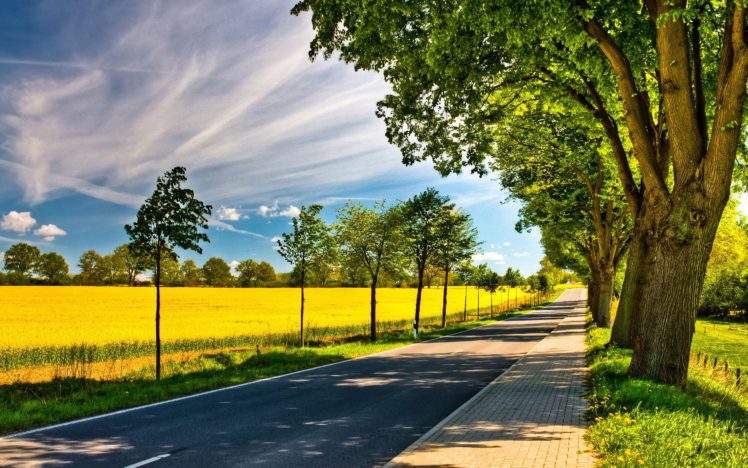 nature, Trees, Streets, Sunlight, Roads, Yellow, Field HD Wallpaper Desktop Background