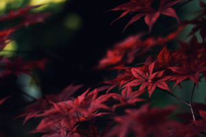 japan, Nature, Trees, Leaves, Macro, Depth, Of, Field