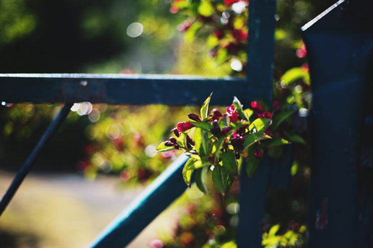 fence, Flowers, Macro, Leaves HD Wallpaper Desktop Background