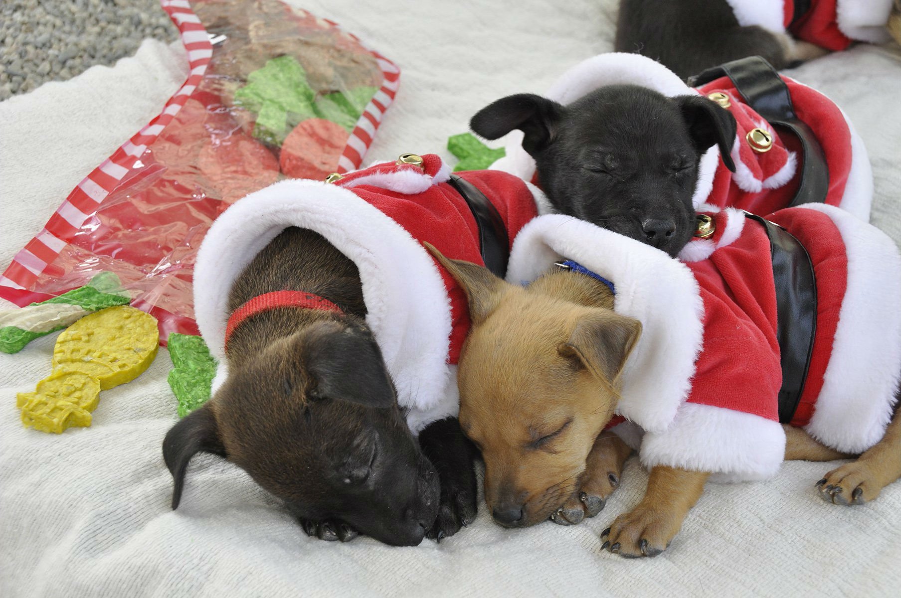 christmas, Holiday Wallpaper