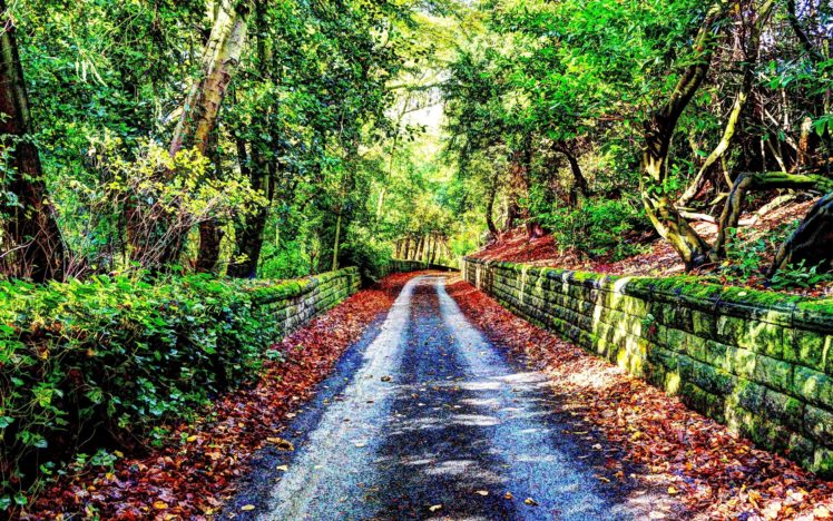 autumn, Road, Trees, Landscape HD Wallpaper Desktop Background