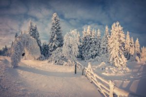 nature, Nature, Snow, Snow, Winter, Winter, Tree