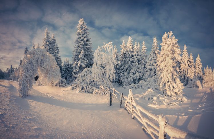 nature, Nature, Snow, Snow, Winter, Winter, Tree HD Wallpaper Desktop Background