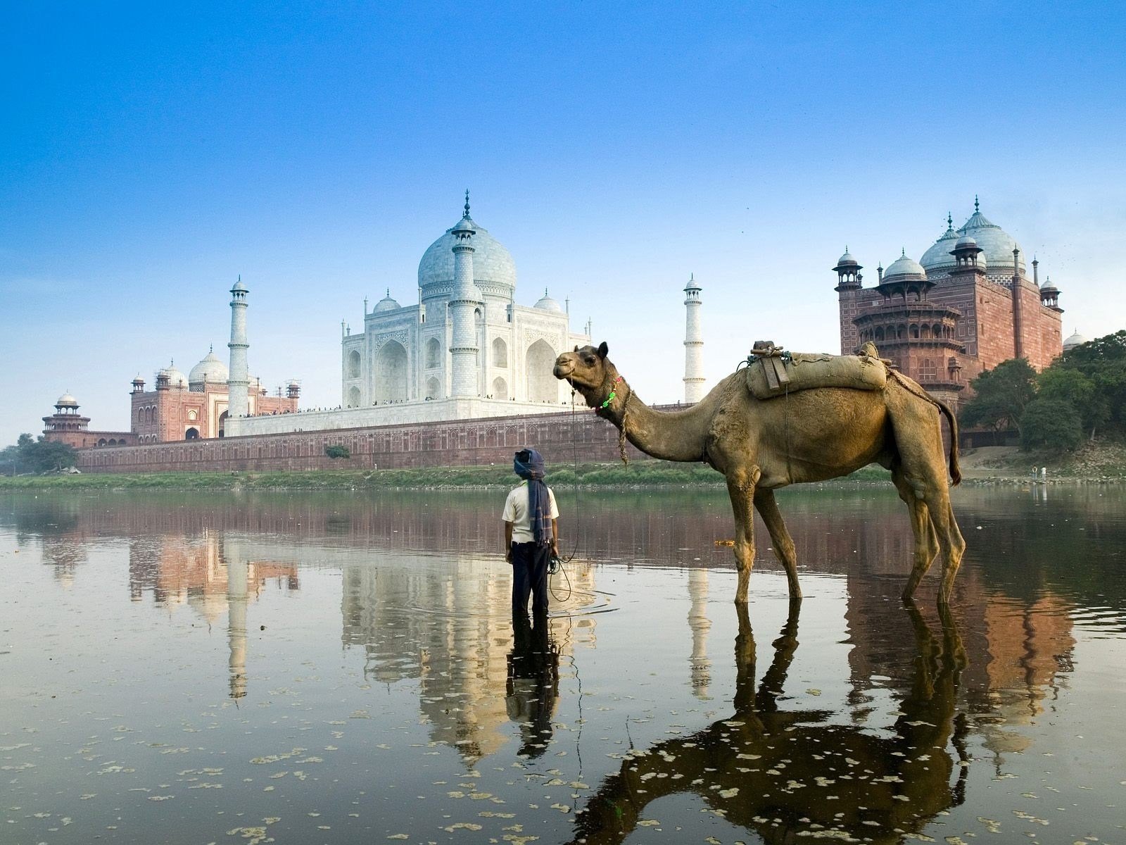 travel, Camels, Rivers, Taj, Mahal, India Wallpaper