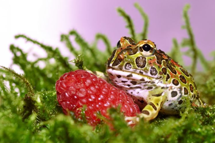 toad, Frog, Berry, Raspberry, Moss, Close up HD Wallpaper Desktop Background