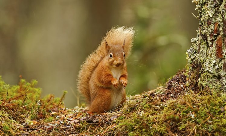 squirrel, Forest, Tree HD Wallpaper Desktop Background