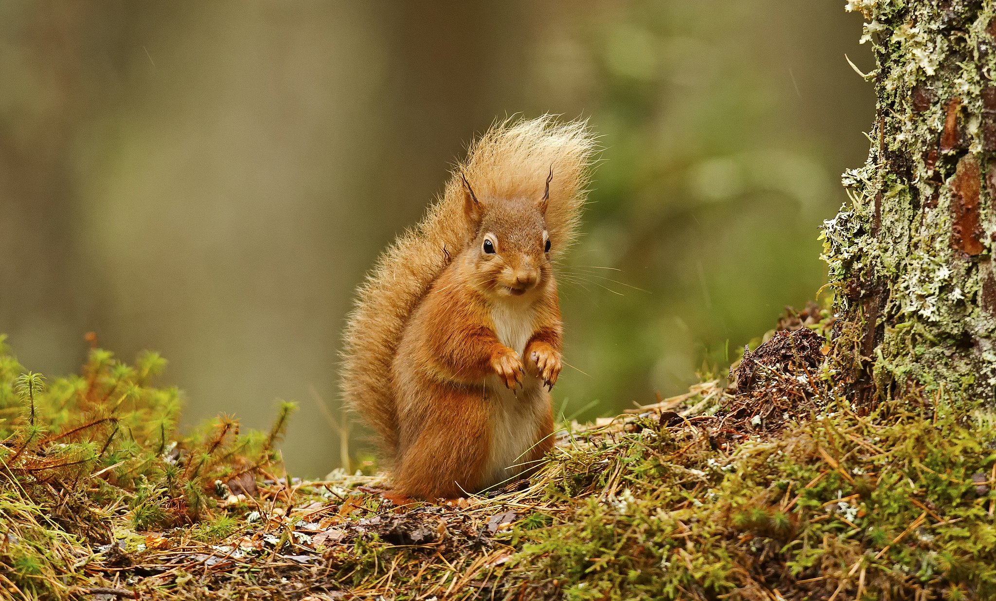 squirrel, Forest, Tree Wallpaper