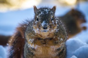 snow, Winter, Squirrel