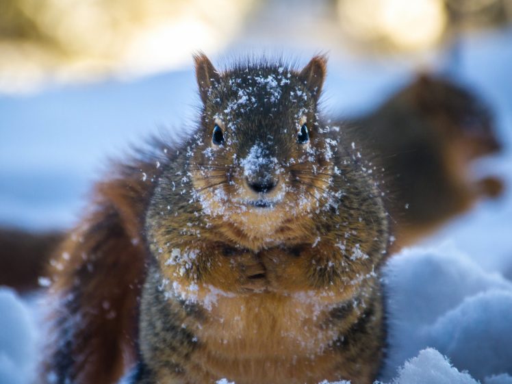 snow, Winter, Squirrel HD Wallpaper Desktop Background