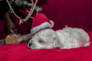 dog, Puppy, Sleep, Sleep, Cap, Christmas, Holiday, Baby