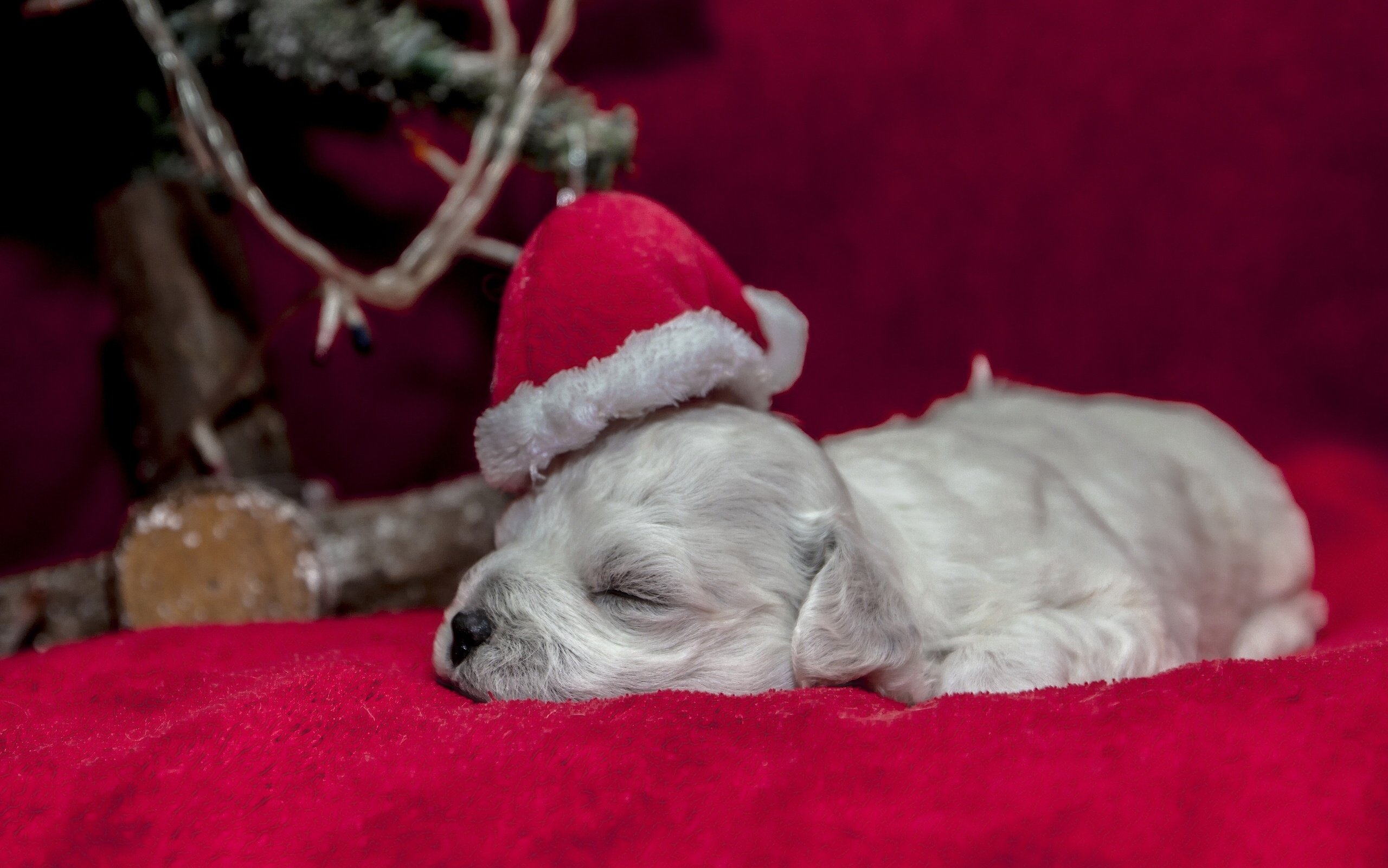 dog, Puppy, Sleep, Sleep, Cap, Christmas, Holiday, Baby Wallpaper