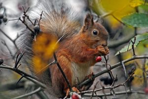 squirrel, Forest, Tree, Berry