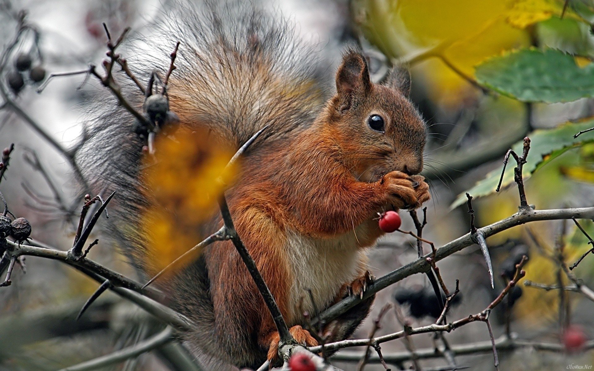 squirrel, Forest, Tree, Berry Wallpaper