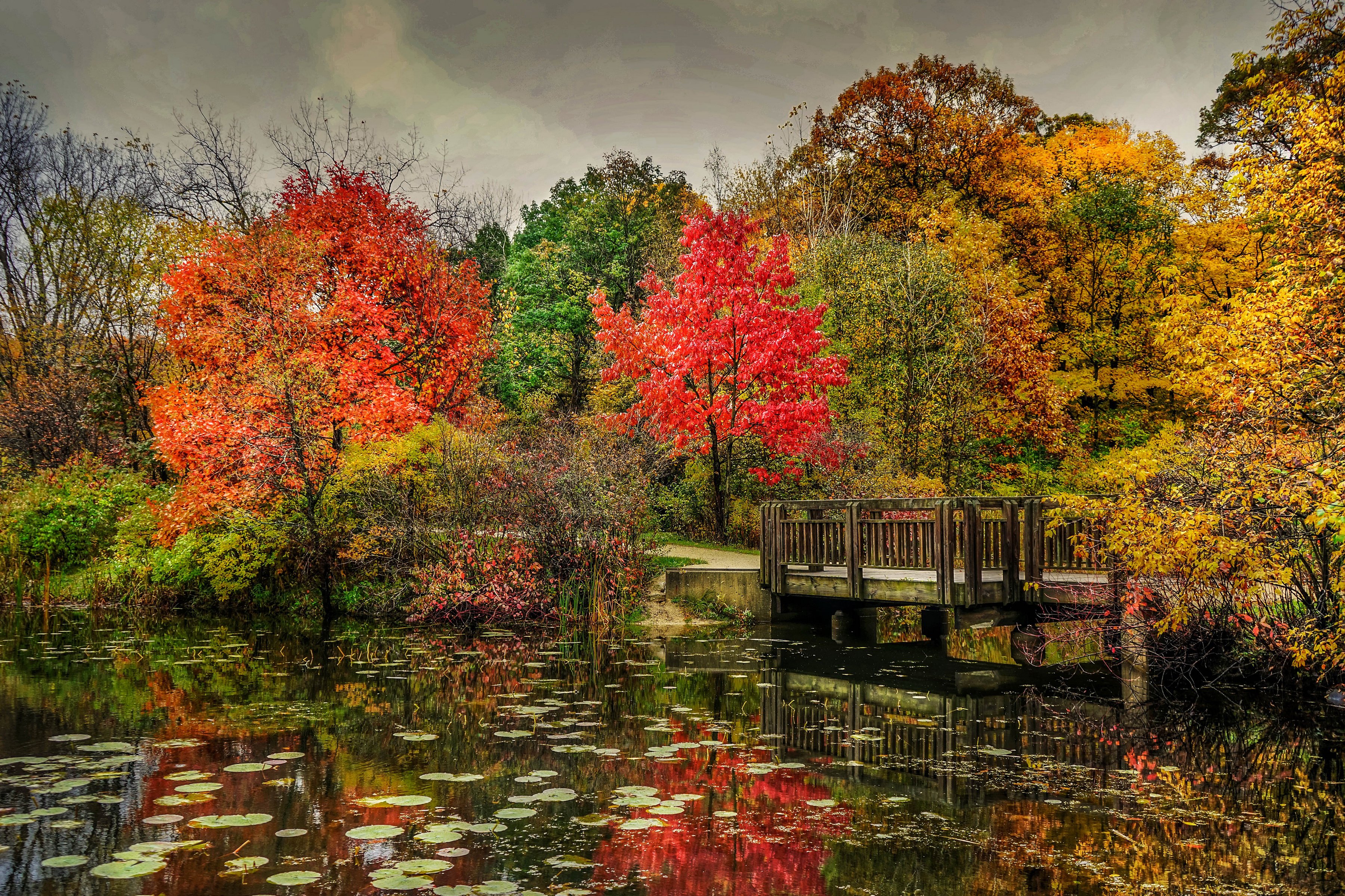 park, River, Bridge, Seasons, Autumn, Trees, Nature, Garden, Lily Wallpaper