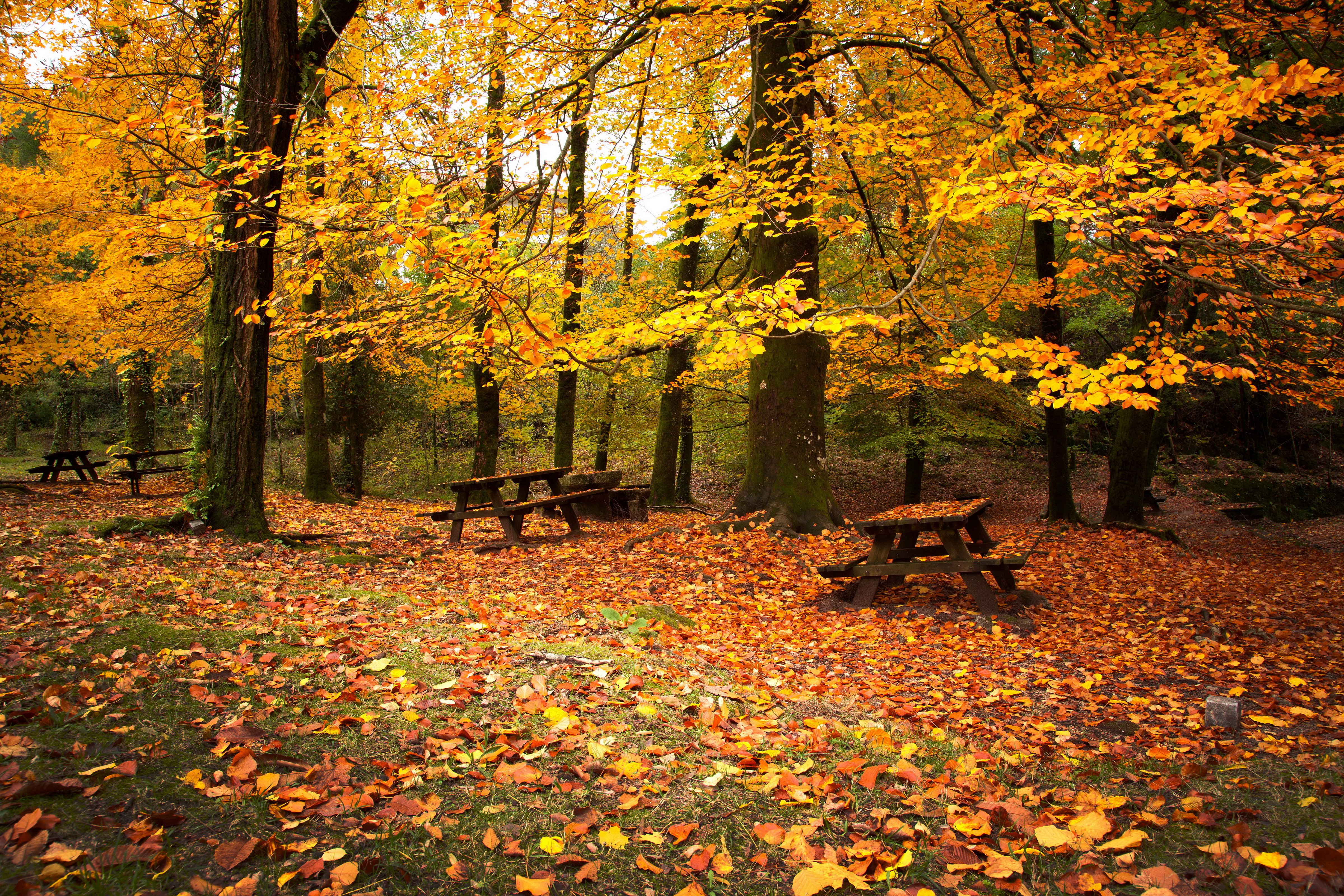 seasons, Autumn, Park, Bench, Foliage, Nature, Picnic, Bench Wallpaper