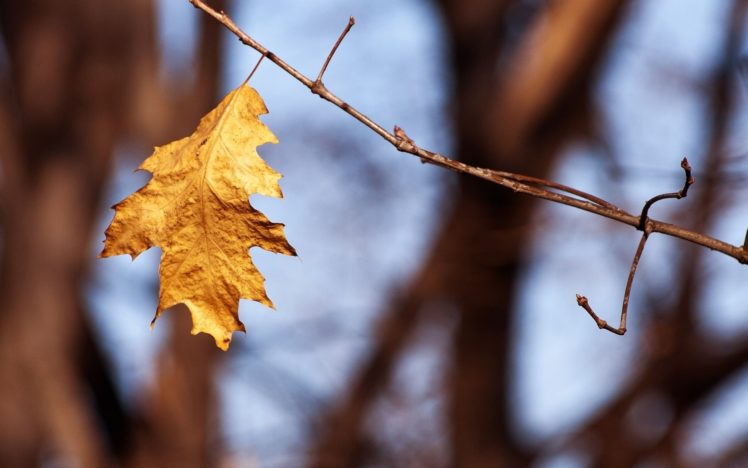 nature, Autumn,  season , Leaves, Macro, Depth, Of, Field HD Wallpaper Desktop Background