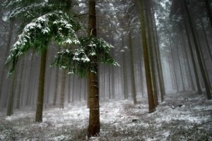 trees, Snow, Landscape, Forest, Winter, Fog