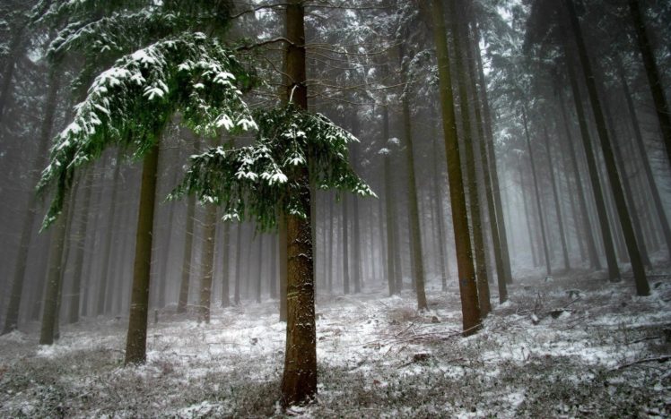 trees, Snow, Landscape, Forest, Winter, Fog HD Wallpaper Desktop Background