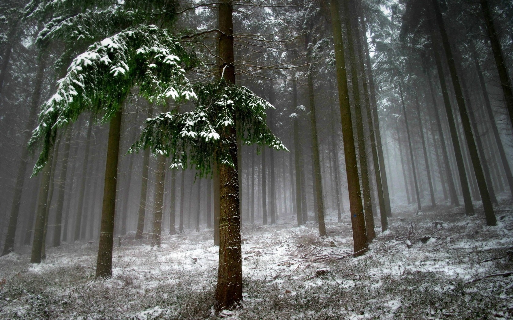 trees, Snow, Landscape, Forest, Winter, Fog Wallpaper