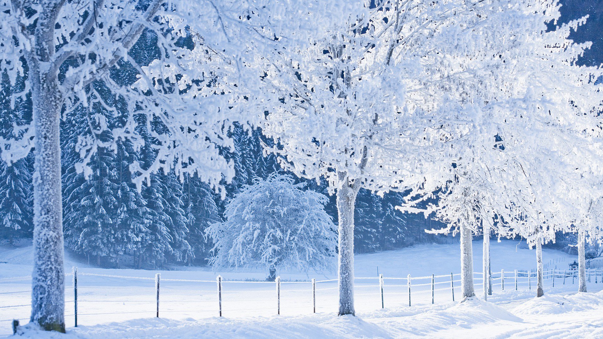 winter, Nature, Snow, Beautiful, Lovely, Landscape, Wallpapers Desktop and Mobile