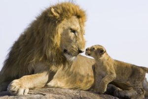 lion, Family, Conversation, Baby