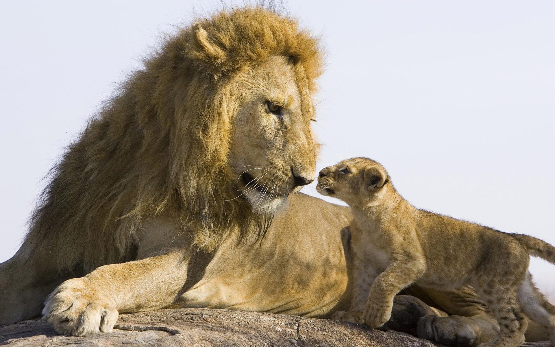 lion, Family, Conversation, Baby Wallpaper
