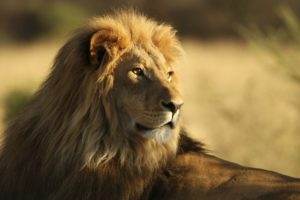 the, Male, African, Lion, Sunshine