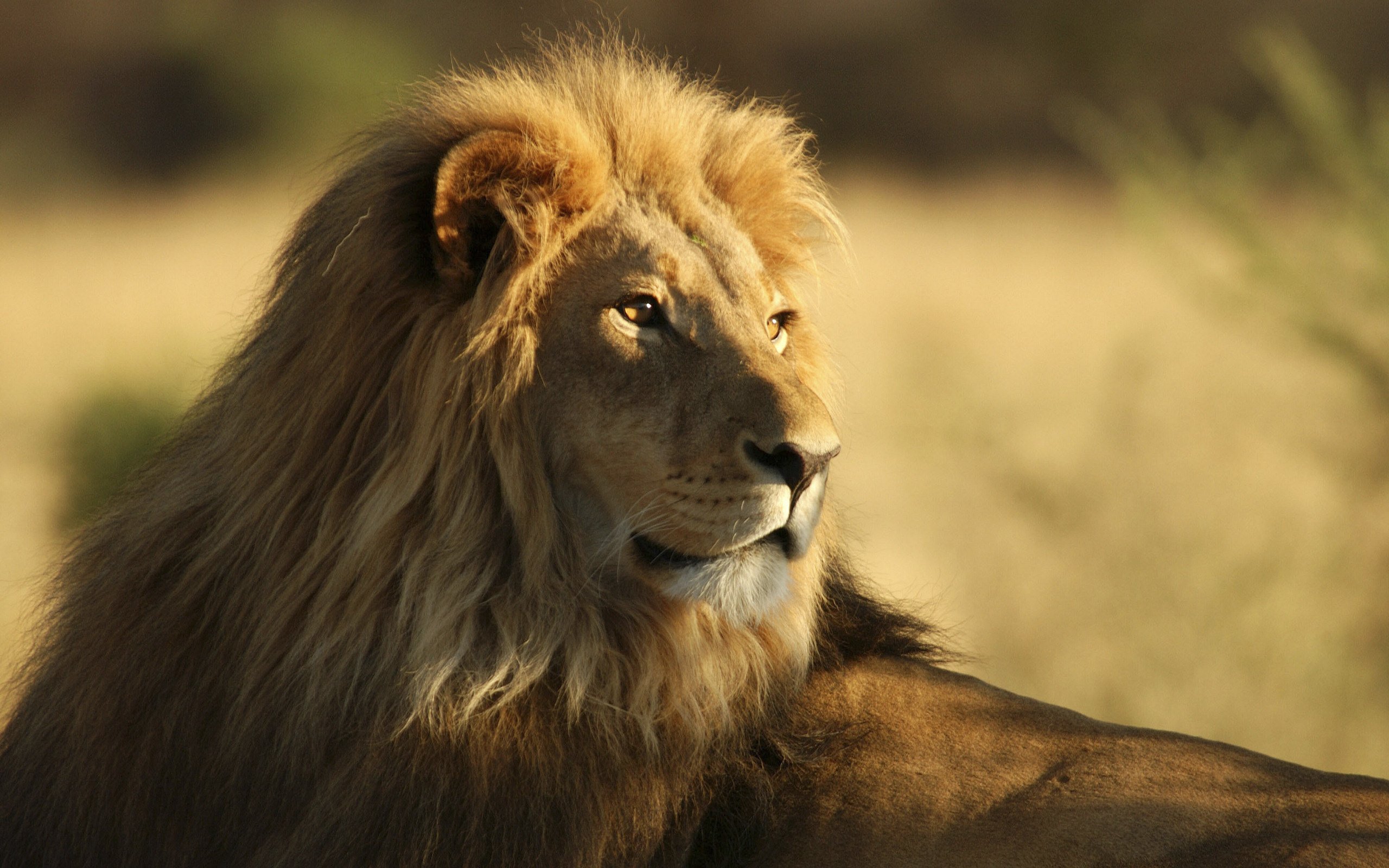 the, Male, African, Lion, Sunshine Wallpaper