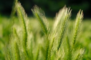 green, Nature, Fields, Wheat, Grain
