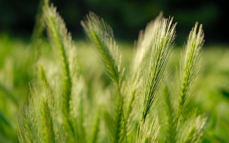 green, Nature, Fields, Wheat, Grain HD Wallpaper Desktop Background