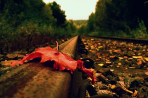 close up, Autumn,  season , Railroad, Tracks, Foliage