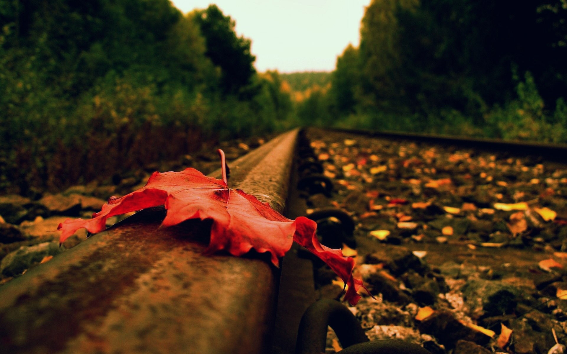 close up, Autumn,  season , Railroad, Tracks, Foliage Wallpaper